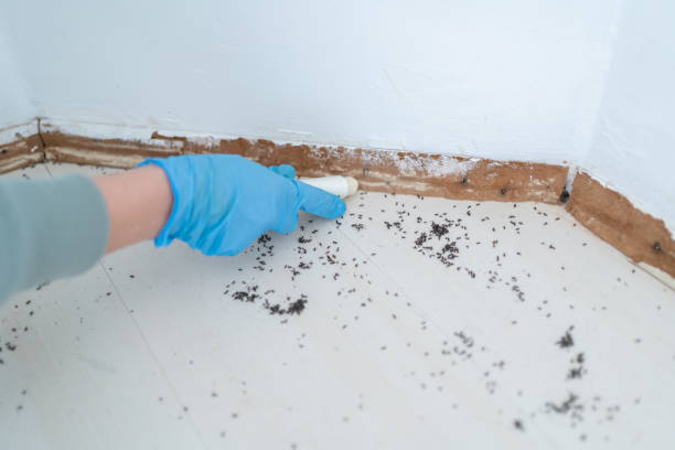 Best Mosquito Control Services  in Washington, WV